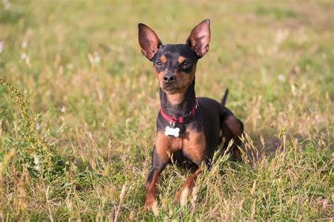 Pinscher