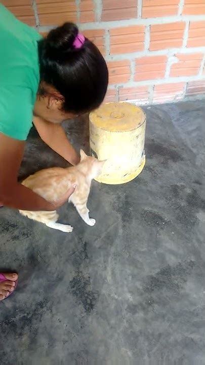 Pinto De Gato