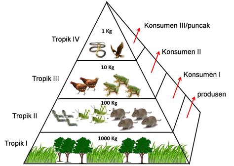 piramida biomassa