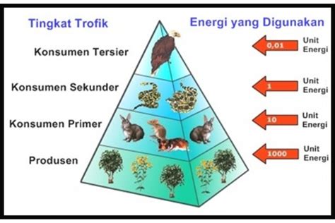 piramida energi menunjukkan jumlah energi yang