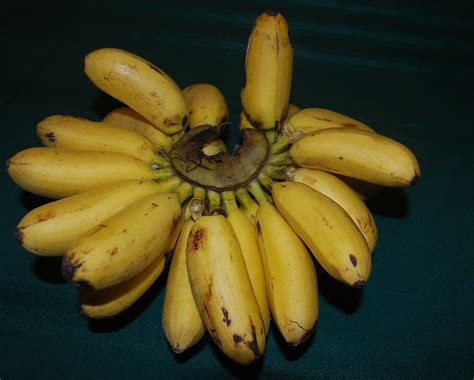 pisang emas
