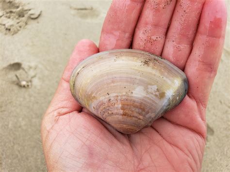 Download Pismo Clam Length Frequency California 