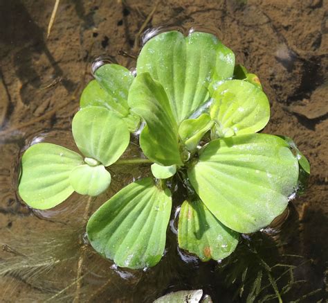 pistia stratiotes uses