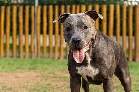 Pit Bulls A Guide