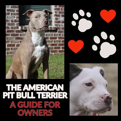 Full Download Pit Bulls A Guide 