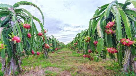 pitahaya donde crece