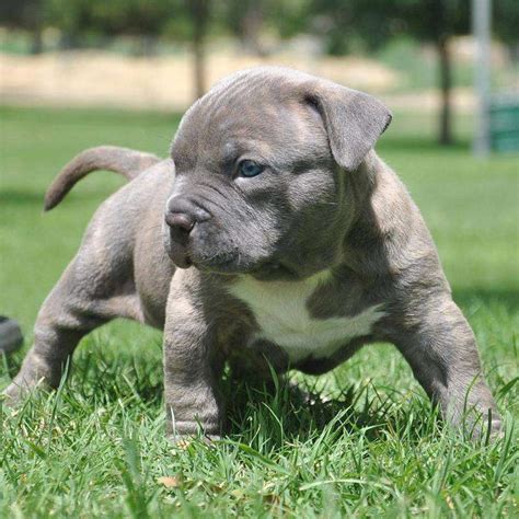 Pitbull Dog Puppy Blue Nose