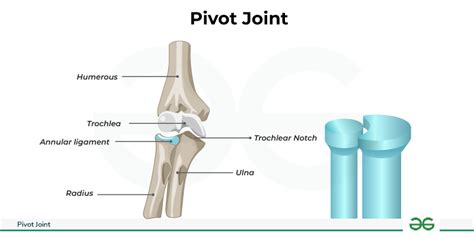 Pivot Joint Joint