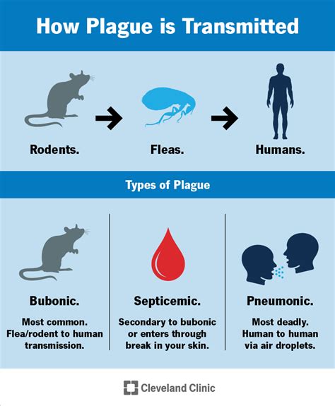 Plague Lesson Plans Black Death Causes Pdf Worksheets 10 Plagues Worksheet - 10 Plagues Worksheet