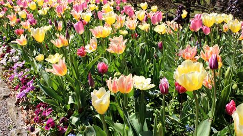 planera tulpanrabatt