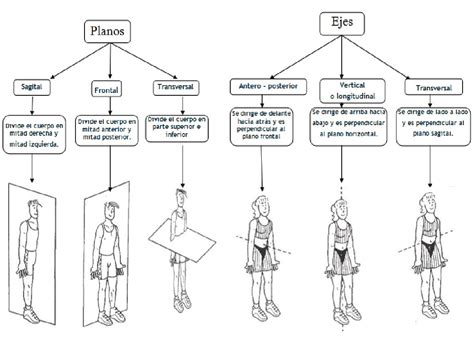 Planos Y Ejes Anatomicos