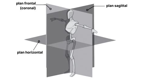 Plans Anatomique Schéma