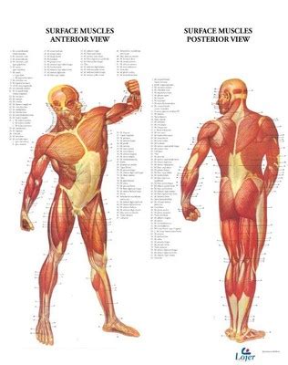 plansch ytliga muskler