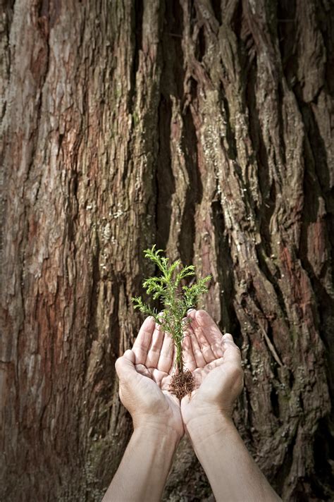 plant a redwood tree in memory
