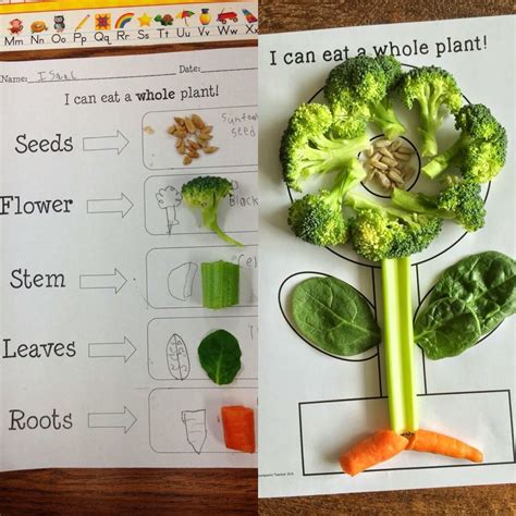 Plant Activities For Kindergarten In Every Subject 4 Kindergarten Plant Worksheets - Kindergarten Plant Worksheets