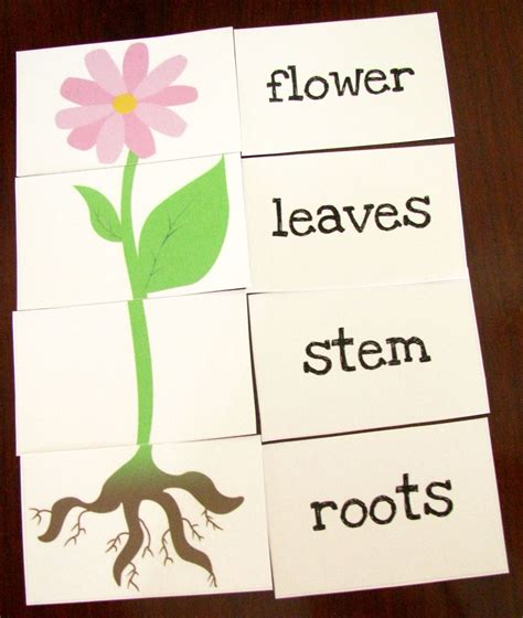 Plant Activities For Preschoolers Parts Of A Plant Planting Worksheets For Preschool - Planting Worksheets For Preschool