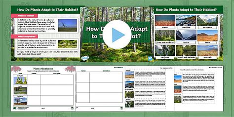 Plant Adaptation Activities Ks2 Powerpoint And Worksheet Twinkl Plant Adaptation Worksheet - Plant Adaptation Worksheet