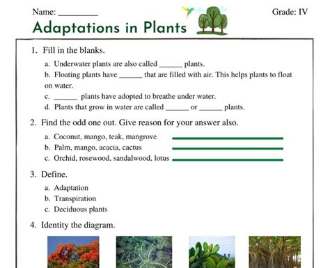 Plant Adaptations Reading Comprehension Worksheets Plant Adaptation Worksheet - Plant Adaptation Worksheet