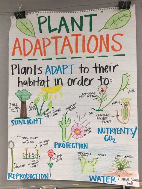 Plant Adaptations Third Grade Worksheets Learny Kids Adapatations Worksheet 3rd Grade - Adapatations Worksheet 3rd Grade