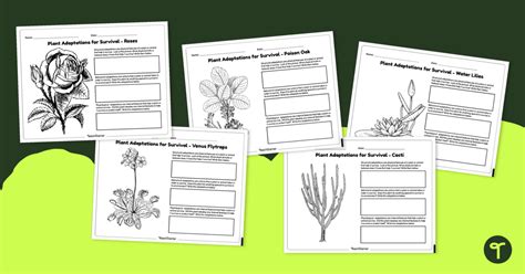 Plant Adaptations Worksheets Teach Starter Plant Adaptation Worksheet - Plant Adaptation Worksheet