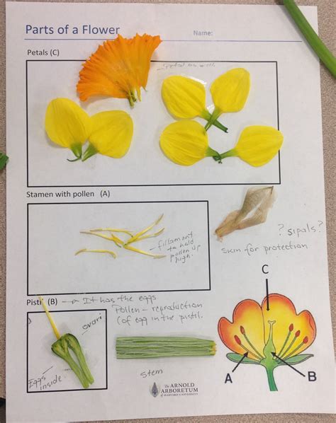 Plant Anatomy Amp Flower Dissection Teaching Resources Plant Anatomy Worksheet - Plant Anatomy Worksheet