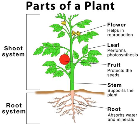 Plant Anatomy Parts And Functions Teaching Resources Plant Anatomy Worksheet - Plant Anatomy Worksheet