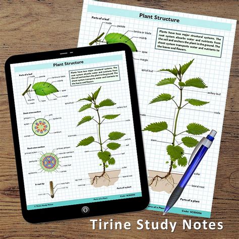 Plant Anatomy Teaching Resources Tpt Plant Anatomy Worksheet - Plant Anatomy Worksheet