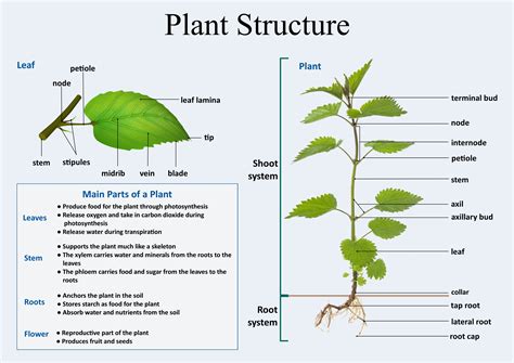 Plant Anatomy Worksheet Pdf Plant Structure Worksheet - Plant Structure Worksheet