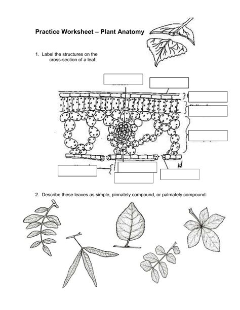 Plant Anatomy Worksheet   Plant Anatomy Amp Flower Dissection Teaching Resources - Plant Anatomy Worksheet