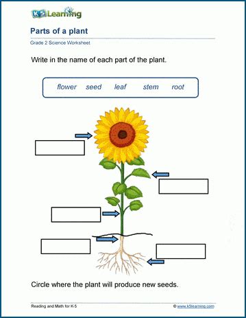 Plant Anatomy Worksheets K5 Learning Parts Of A Plant Work Sheet - Parts Of A Plant Work Sheet