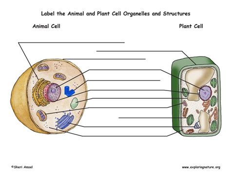 Plant And Animal Cell Organelle Label And Function Labeling Cell Organelles Worksheet - Labeling Cell Organelles Worksheet