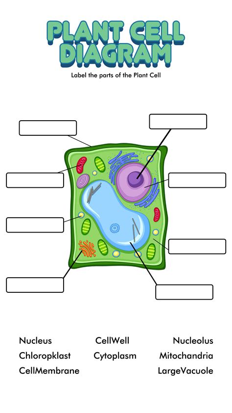 Plant And Animal Cell Worksheets Teach Nology Com Science Cell Worksheets - Science Cell Worksheets