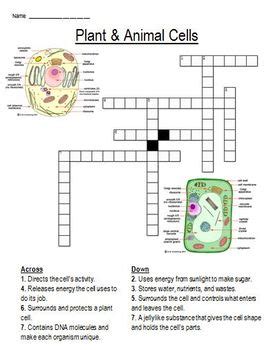  Plant And Animal Cells Crossword Puzzle - Plant And Animal Cells Crossword Puzzle