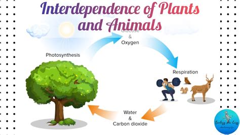 Plant And Animal Interdependence 2nd Grade Science Ngss Plant And Animal Science - Plant And Animal Science