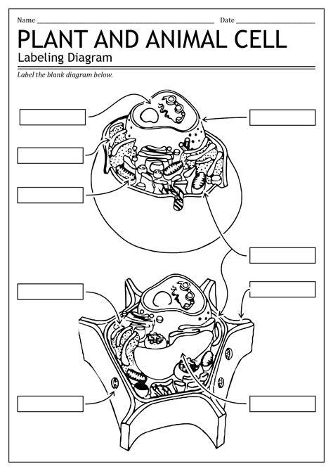 Plant Cell And Animal Cell Worksheet Live Worksheets A Typical Plant Cell Worksheet - A Typical Plant Cell Worksheet