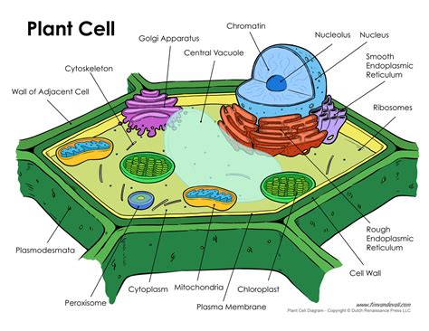 Plant Cell Charts And Worksheets Your Home Teacher Cells Worksheet Grade 7 - Cells Worksheet Grade 7