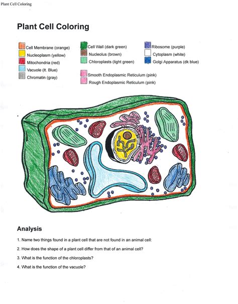 Plant Cell Coloring Worksheet Cell Coloring Worksheet Answers - Cell Coloring Worksheet Answers