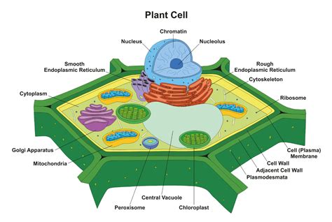 Plant Cell Definition Structure Function Diagram Amp Types 5th Grade Parts Of A Plant - 5th Grade Parts Of A Plant