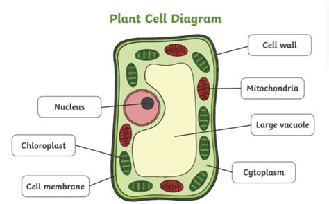 Plant Cell Diagram Teacher Made Twinkl A Typical Plant Cell Worksheet - A Typical Plant Cell Worksheet