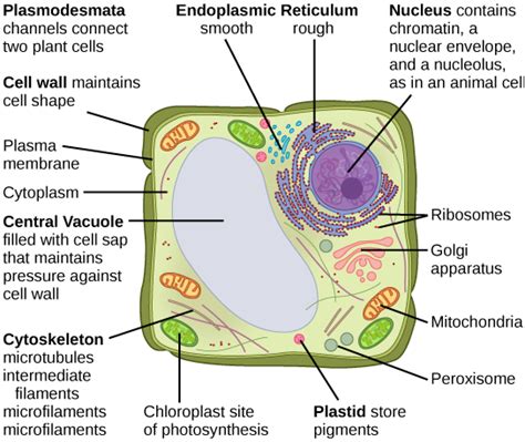 Plant Cell Lab Biology Libretexts A Typical Plant Cell Worksheet - A Typical Plant Cell Worksheet