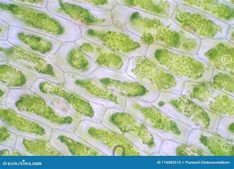Plant Cell Under Microscope