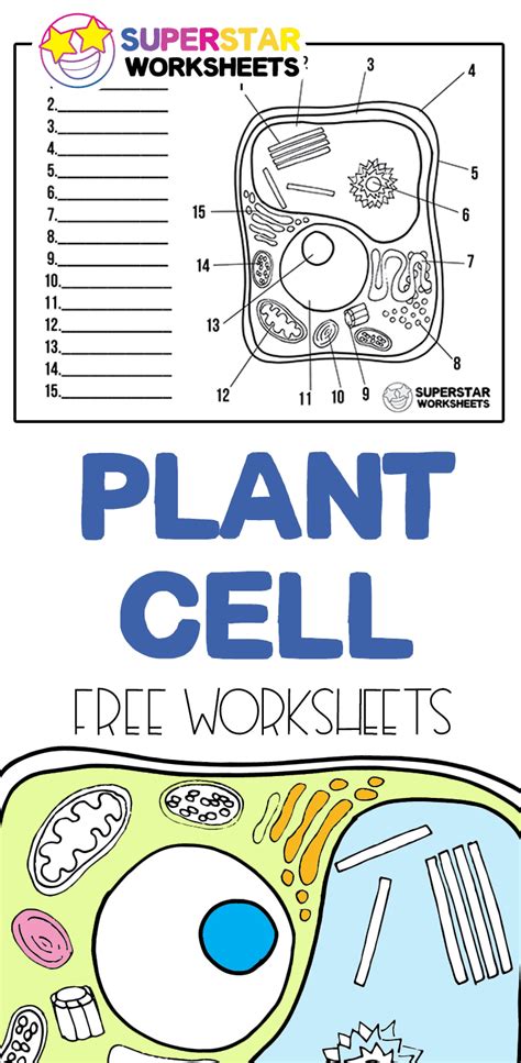 Plant Cell Worksheets Superstar Worksheets A Typical Plant Cell Worksheet - A Typical Plant Cell Worksheet