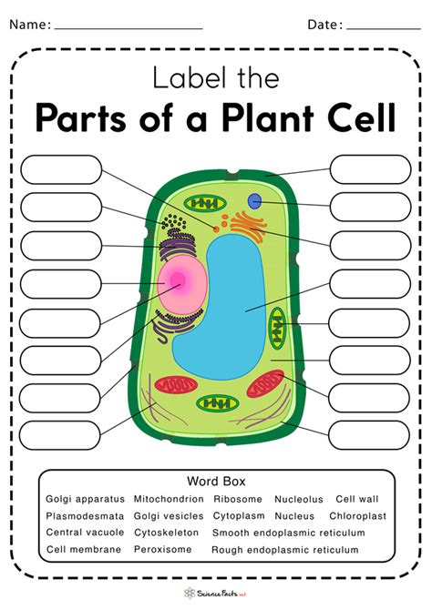 Plant Cell Worksheets Superstar Worksheets Parts Of The Cell Worksheet - Parts Of The Cell Worksheet
