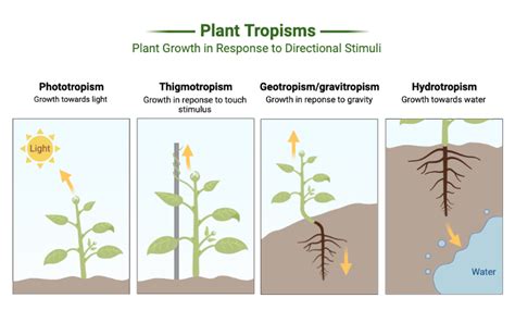 Plant Coordination Xcelerate Science Plant Tropisms Worksheet - Plant Tropisms Worksheet