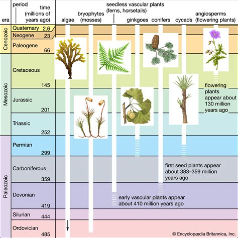 plant evolution and adaptations study guide answers