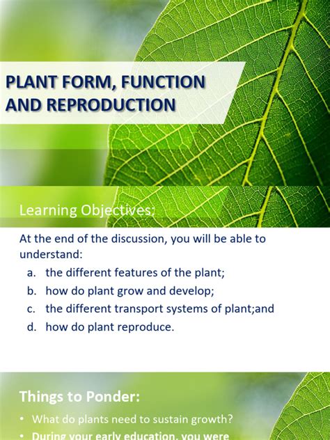 Plant Form And Function Packet Answers