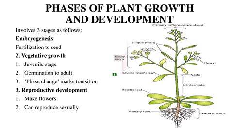 Plant Growth And Development Scholastic Plant Growth Worksheet - Plant Growth Worksheet