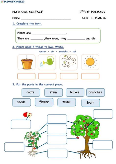 Plant Growth And Responses Liveworksheets Com Plant Responses Worksheet - Plant Responses Worksheet