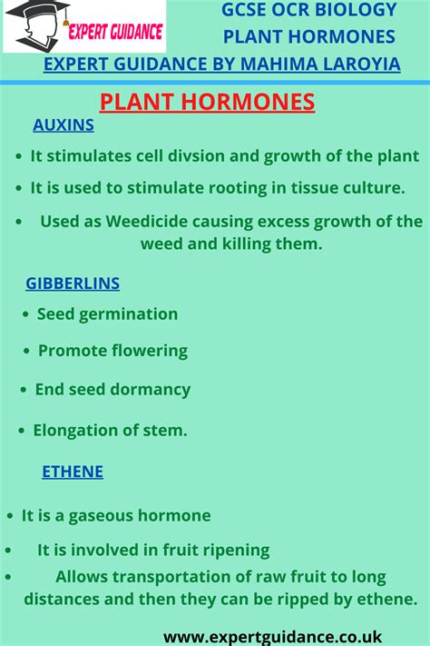 Plant Hormones Questions And Revision Mme Plant Hormones Worksheet - Plant Hormones Worksheet