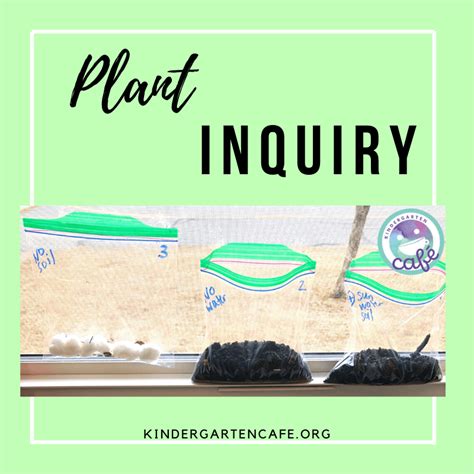 Plant Inquiry For Kindergarten Kindergarten Cafe Parts Of A Plant For Kindergarten - Parts Of A Plant For Kindergarten
